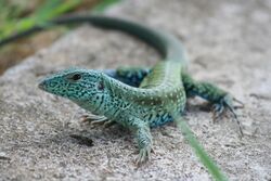 Ameiva tobagana in grenada.jpg