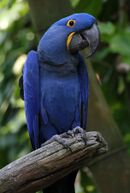 A violet-blue macaw with yellow eye-spots