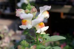 Antirrhinum Crocodile Peach 0zz.jpg