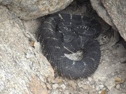 Arizona Black Rattlesnake Beauty Shot.jpg