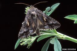 Autographa californica.jpg