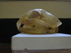Bobcat skull Pengo.jpg