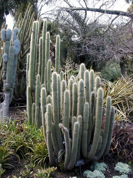 File:Borzicactus Websteramus, Cleistocactus, Huntington Desert Garden.jpg
