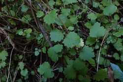 Brachyglottis sciadophila foliage.jpg