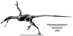 Buitreraptor gonzalezorum.jpg