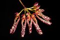 Bulbophyllum longiflorum '1804 Climb' (Red deep spot) Thouars, Hist. Orchid. t. 98 (1822) (40530889233).jpg