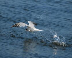 Cabot's Tern fishing.jpg