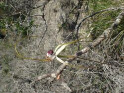 Caladenia excelsa.jpg