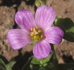 Calandrinia breweri NPS-01.jpg