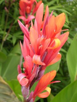 Canna Compacta 01.jpg