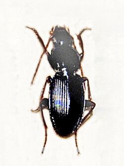 Carabidae - Pterostichus nicaeensis.JPG