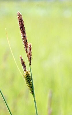 Carex stricta 2.jpg