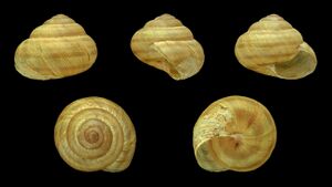 Cepaea vindobonensis 03.JPG