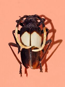 Cerambycidae - Pachyteria dimidiata.jpg