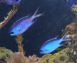 Chromis cyanea 2.jpg