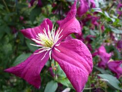 Clematis 'Madame Julia Correvon' 2.jpg