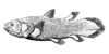 Coelacanth-bgiu.png