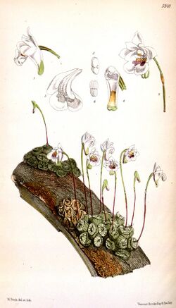 Conchidium extinctorium (as syn. Eria extinctoria) - Curtis' 97 (Ser. 3 no. 27) pl. 5910 (1871).jpg