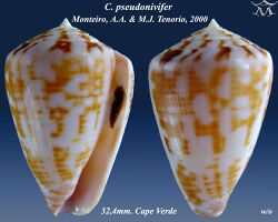 Conus pseudonivifer 7.jpg