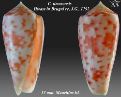 Conus timorensis 1.jpg