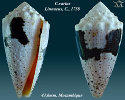 Conus varius 1.jpg