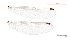 Cordulephya montana male wings (34927996791).jpg