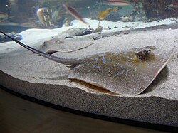 Dasyatis marmorata.001 - Aquarium Finisterrae.jpg