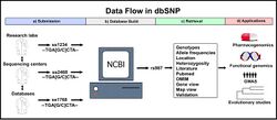 DbSNP diagram no caption.jpg