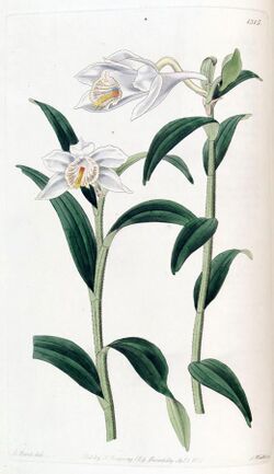 Dendrobium longicornu - Edwards vol 16 pl 1315 (1830).jpg