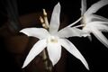 Dendrobium okinawense (North Okinawa) Hatus. & Ida, J. Geobot. 18 77 (1970) (33158531208).jpg