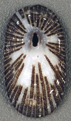Diodora minuta (dwarf keyhole limpet) (San Salvador Island, Bahamas) 1 (16004827529).jpg