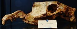 A fossil skull of Equus mauritanicu