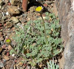 Erigeron vagus 1.jpg