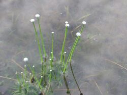 Eriocaulon aquaticum.jpg