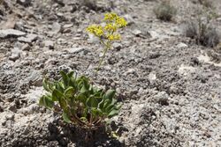 Eriogonum gypsophilum - Flickr - aspidoscelis.jpg