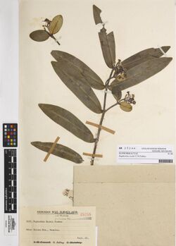 Euphorbia rockii C.N.Forbes (AM AK25246).jpg