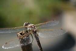 Female variegated meadowhawk wing attachment.jpg