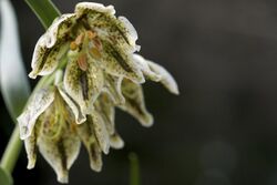 Fritillaria purdyi.jpg