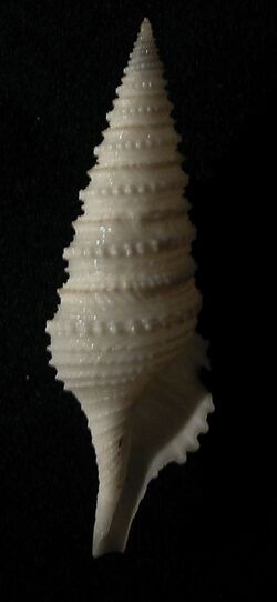 Gemmula sogodensis 001.jpg