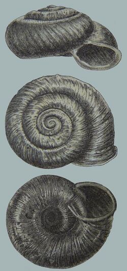Geyer 1927 - Vallonia tenuilabris-1.jpg