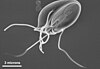 Giardia muris trophozoite SEM 11643.jpg