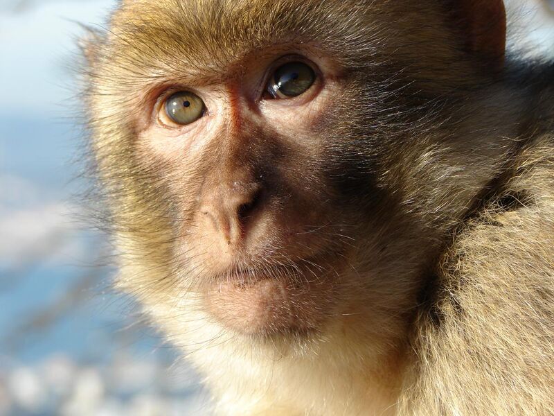 File:Gibraltar Barbary Macaque.jpg