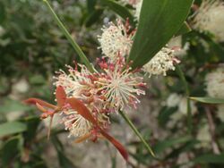 Hakea nitida flowers.jpg