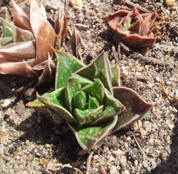 Haworthia zantneriana - CT 1.jpg