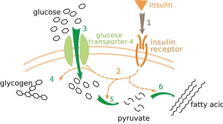 File:Insulin glucose metabolism ZP.svg
