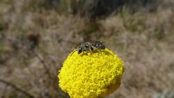 Lasioglossum (Chilalictus) lanarium.jpg