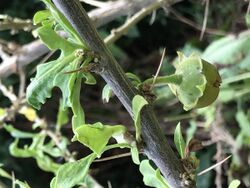 Latua pubiflora fruiting calyx, Herefordshire.jpg