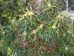 Leucadendron eucalyptifolium RBGK.JPG