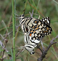 Lime Butterfly (Papilio demoleus) mating in Narshapur, AP W IMG 0887.jpg