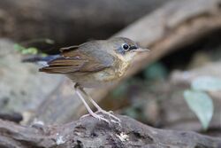 Luscinia cyane juvenile - Kaeng Krachan.jpg